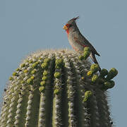 Cardinal pyrrhuloxia