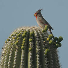 Cardinal pyrrhuloxia