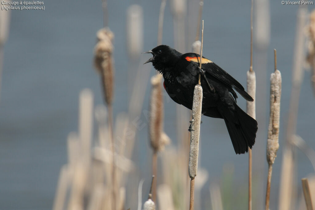 Red-winged Blackbird male adult