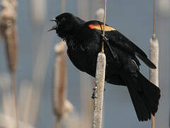 Red-winged Blackbird