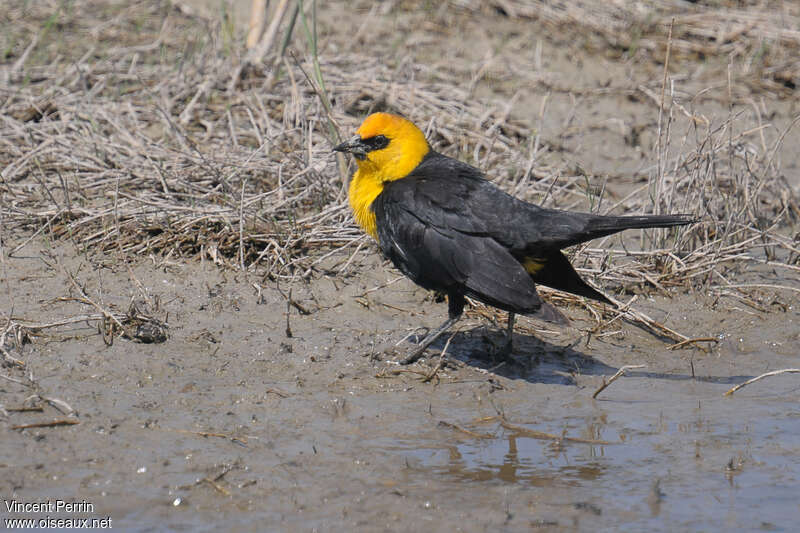 Yellow-headed Blackbird male adult, identification