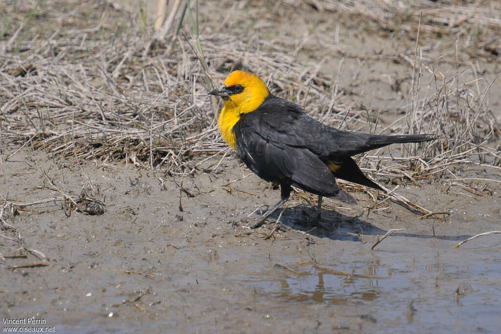 Carouge à tête jaune mâle adulte, identification