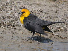 Yellow-headed Blackbird