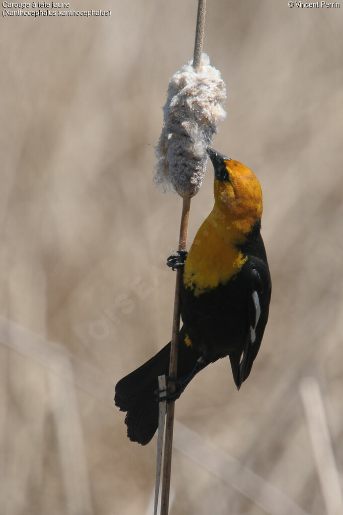 Yellow-headed Blackbird male adult