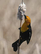 Yellow-headed Blackbird