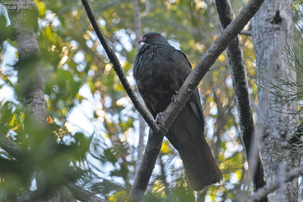 Goliath Imperial Pigeon