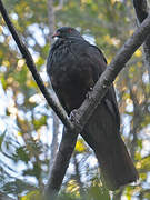 Goliath Imperial Pigeon