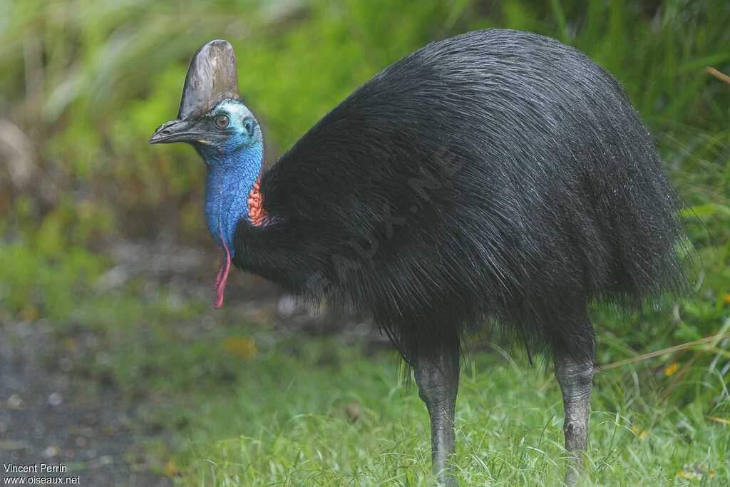 Casoar à casque mâle adulte, identification