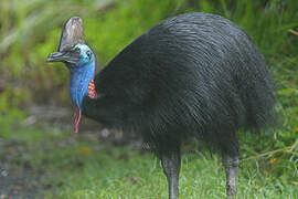 Southern Cassowary