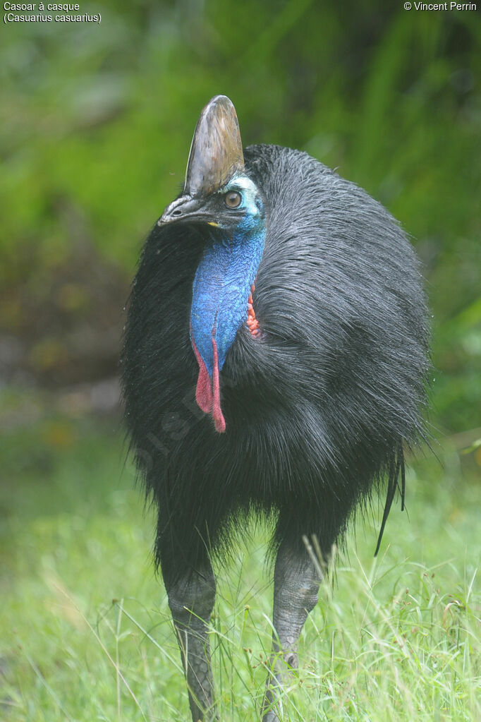 Southern Cassowary