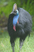 Southern Cassowary