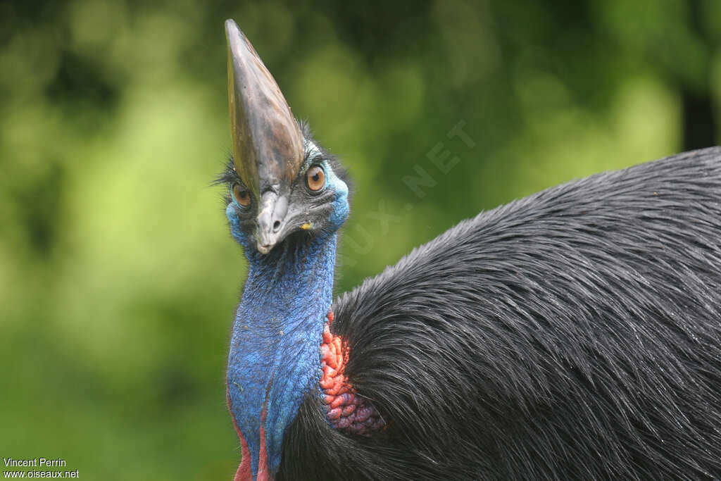 Southern Cassowaryadult, close-up portrait