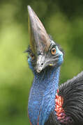 Southern Cassowary