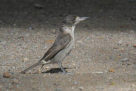 Grey Butcherbird