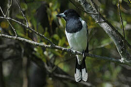 Pied Butcherbird