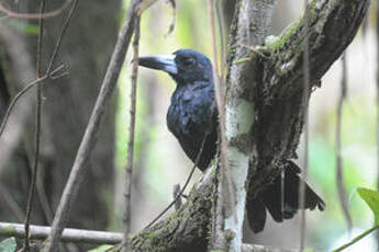 Cassican des mangroves