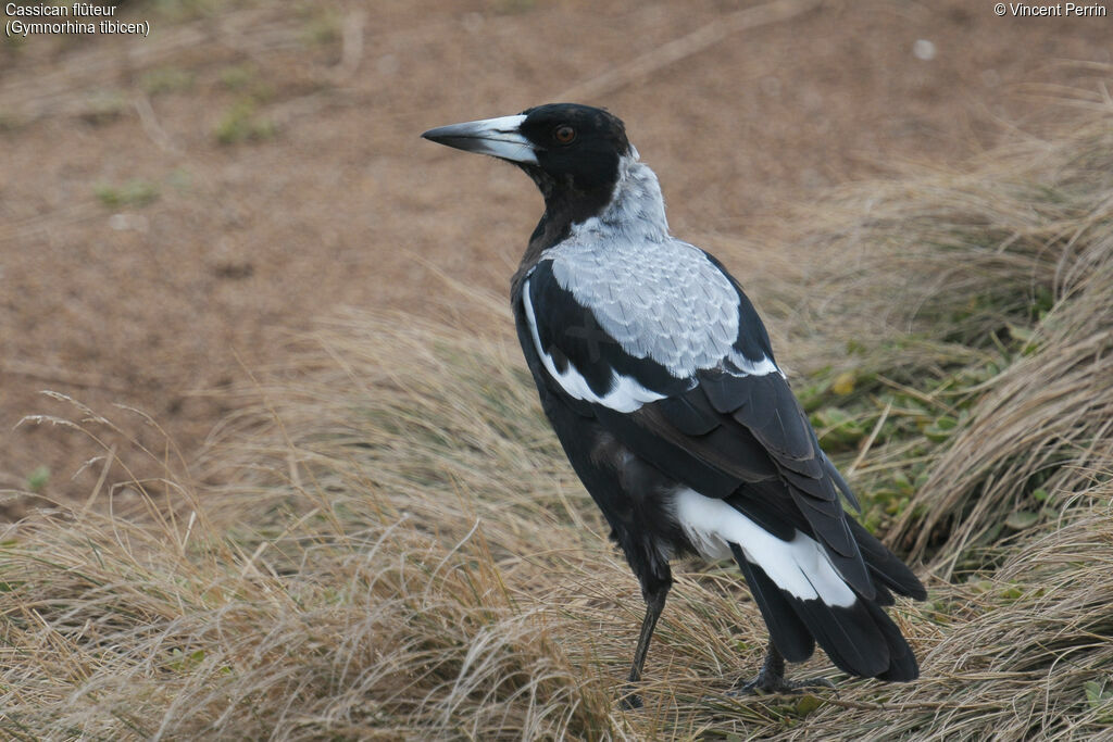 Australian Magpie male adult