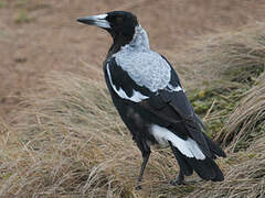 Australian Magpie