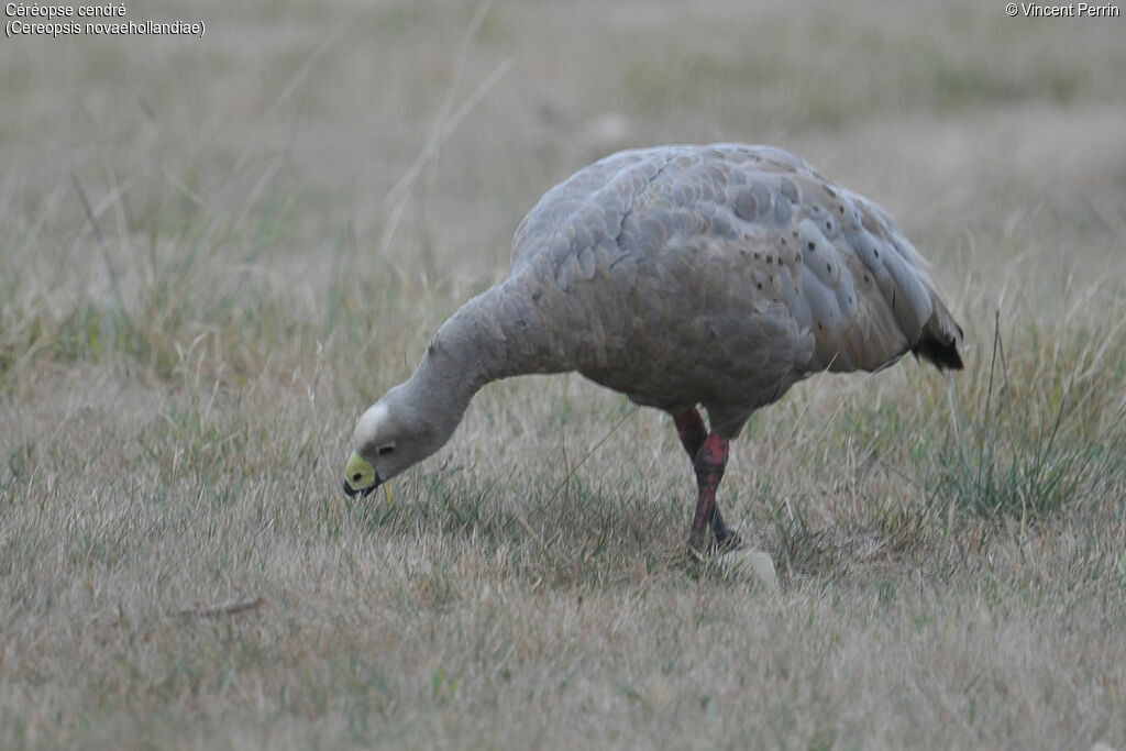 Céréopse cendré