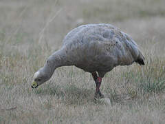 Cape Barren Goose