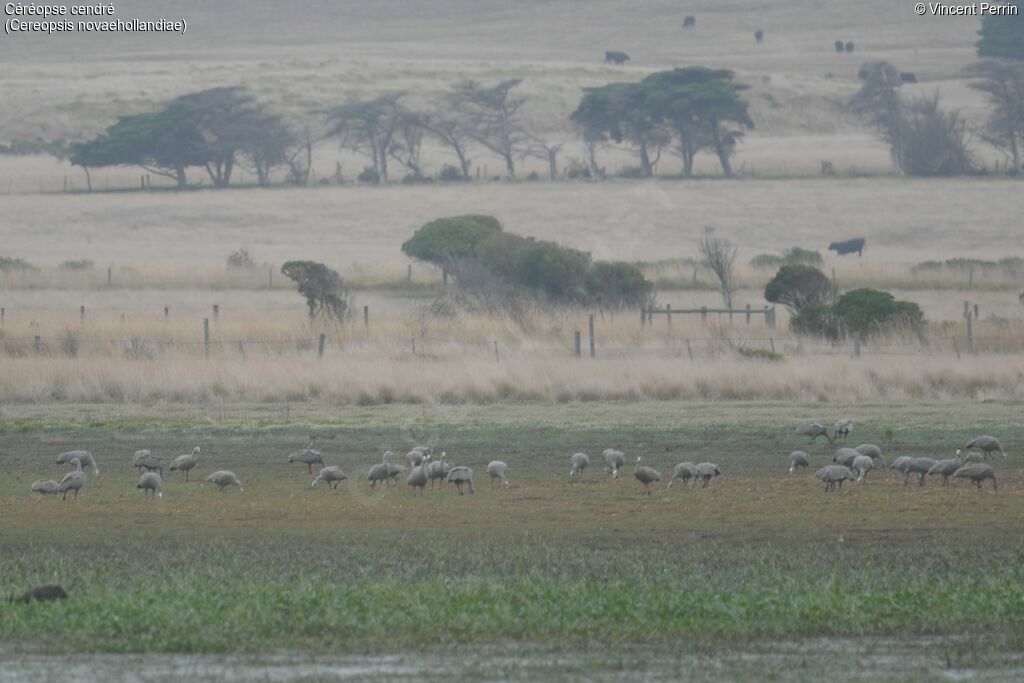 Cape Barren Goose