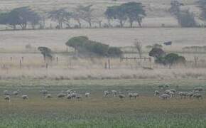 Cape Barren Goose