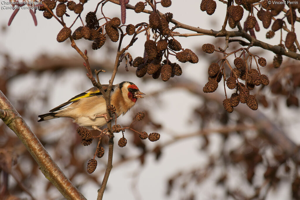 European Goldfinch