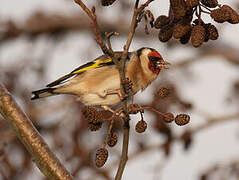 European Goldfinch