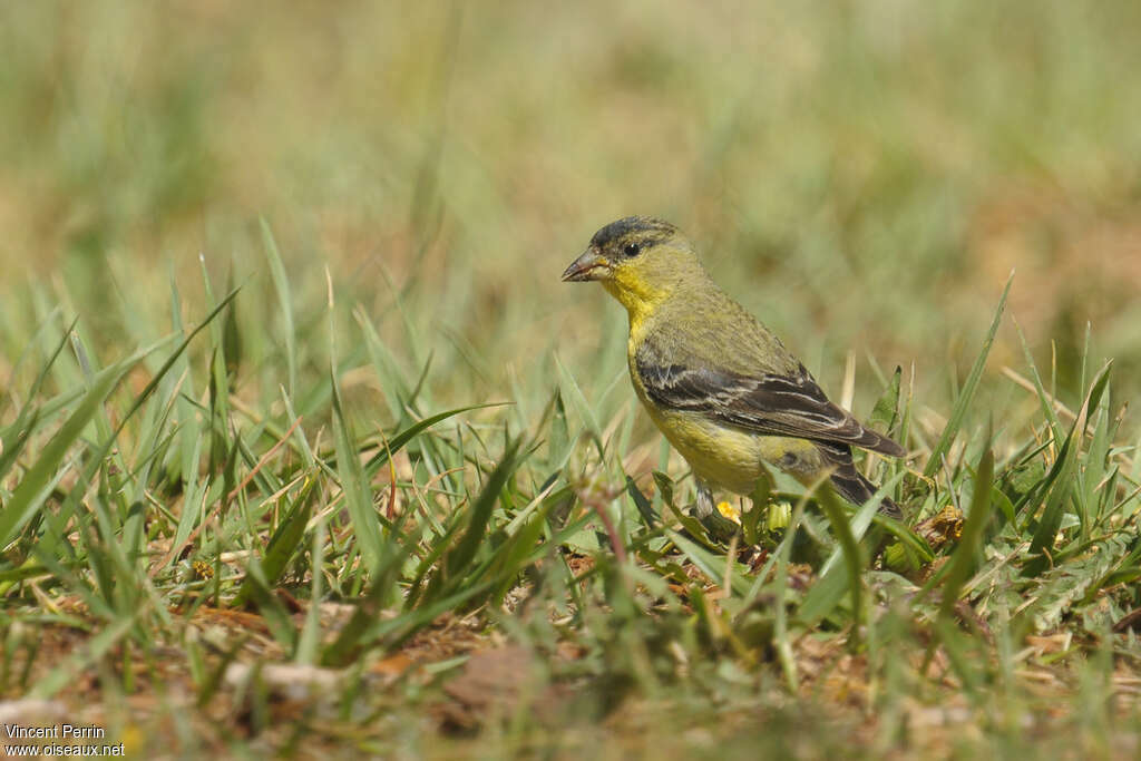 Lesser Goldfinch female adult, walking, eats