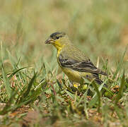 Chardonneret mineur