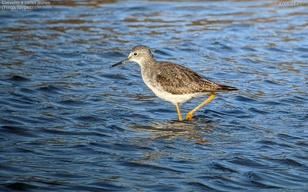 Lesser Yellowlegs