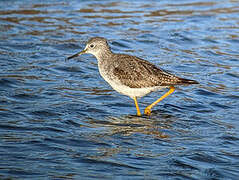 Lesser Yellowlegs