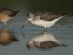 Common Greenshank