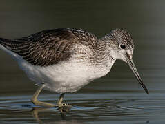 Common Greenshank