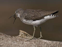 Green Sandpiper