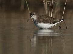 Green Sandpiper