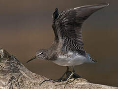 Green Sandpiper