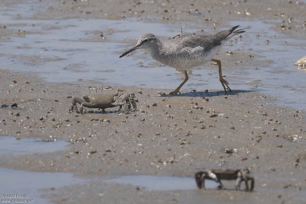 Grey-tailed Tattleradult, habitat, Behaviour