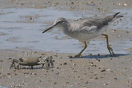 Grey-tailed Tattler