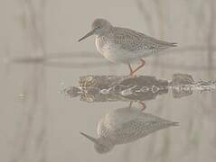 Common Redshank