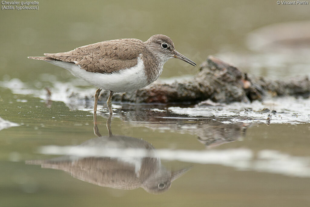 Common Sandpiperadult