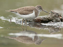 Common Sandpiper