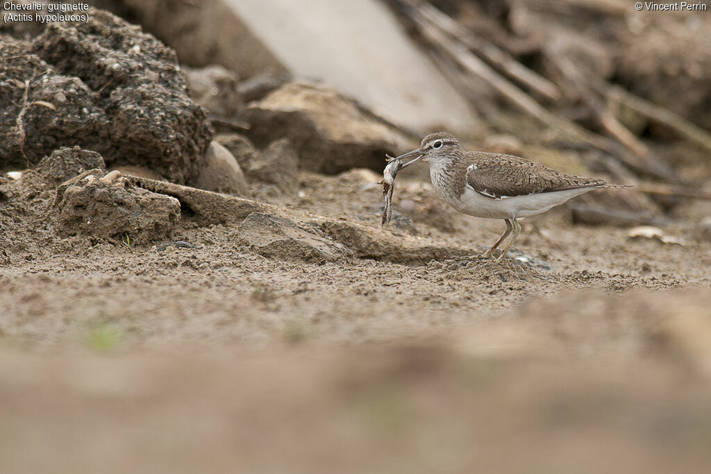 Common Sandpiperadult, eats