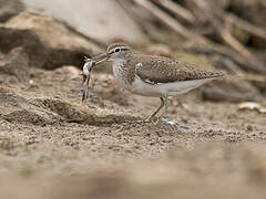 Common Sandpiper