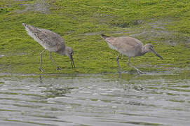 Willet