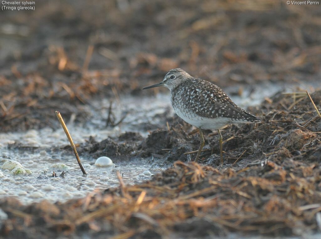 Wood Sandpiperadult