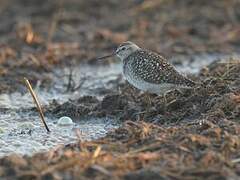 Wood Sandpiper