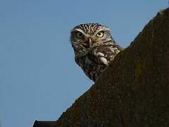 Little Owl