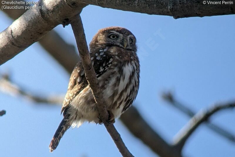 Pearl-spotted Owlet, song