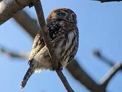 Pearl-spotted Owlet